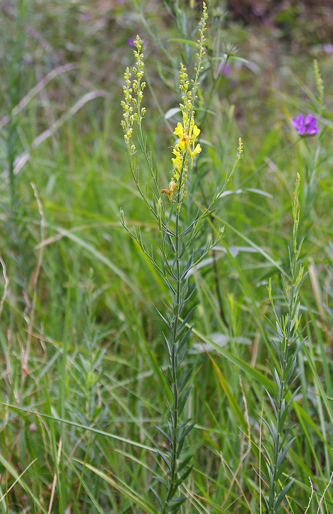 Linaria angustissima/Linajola italica